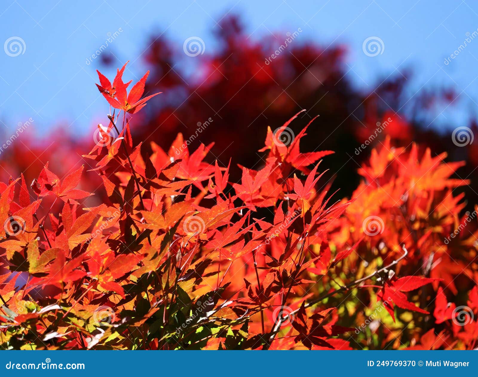 acer palmatum